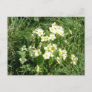 Suche nach blumen im frühling postkarten Wild