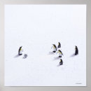 Suche nach vögel auf der ganzen welt poster Spaß