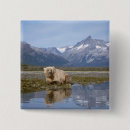 Recherche de steve badges Alaska