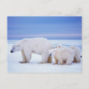 Recherche de polaire ours cartes postales En voie de disparition