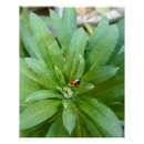 Recherche de de coccinelle posters Insecte