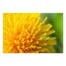 Suche nach taraxacum poster Gelb