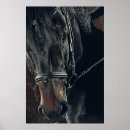 Recherche de étalon noir posters Beau