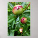 Suche nach raindrop poster Regen
