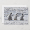 Recherche de péninsule antarctique cartes postales Animaux dans la nature