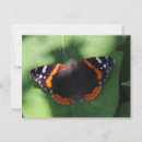 Recherche de amiral rouge Entomologie