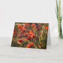 Suche nach wwi karten Mohn