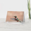 Recherche de throated vœux cartes Hummingbird