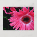 Suche nach marsch postkarten Blume