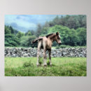 Recherche de poulain posters Poneys