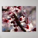 Suche nach rosa kirschblüten poster Bäume
