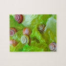 Suche nach schnecken puzzle Muscheln