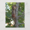 Suche nach chipmunk postkarten Nagetier