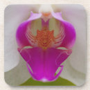 Recherche de orchidée dessous de verres Fleur