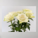 Suche nach weiße rosen poster Fotografie