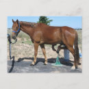 Recherche de sabots cartes postales Cheval