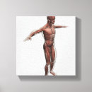 Suche nach menschliche anatomie leinwandbilder Muskeln