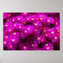 Recherche de maitres posters Fleurs