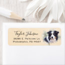 Recherche de border collie Animal de compagnie