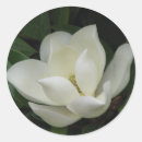 Recherche de fleurs du sud autocollants Magnolia