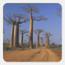 Recherche de baobab autocollants Nature