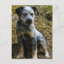 Recherche de heeler Canin