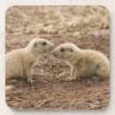 Recherche de marmottes dessous de verres Faune