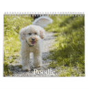 Recherche de caniche bureau fournitures Animal