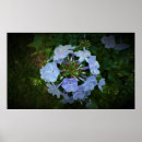 Suche nach phlox Natur