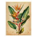 Recherche de oiseau vintage posters Aquarelle