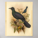 Suche nach vogeldrucke poster Drucken