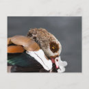 Suche nach gans postkarten Tierwelt