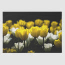 Suche nach tulpen seidenpapier Gelb