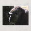 Recherche de gorille sauvage cartes postales Animal