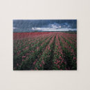 Suche nach rote tulpen puzzle Rosa