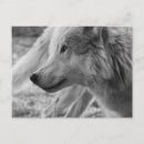 Suche nach schwarz weißer wolf postkarten Grau