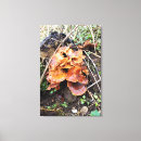Suche nach pilz leinwandbilder Wald
