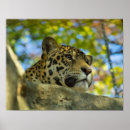 Suche nach jaguar tier poster Zoo