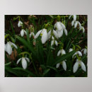 Recherche de percé posters Fleur