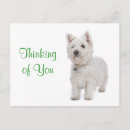 Recherche de westies cartes postales Chiot