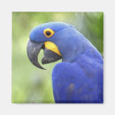 Recherche de bresil magnets Faune