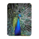 Recherche de paon magnets Animal