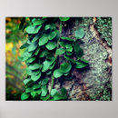 Suche nach baumstamm poster Rinde