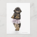 Suche nach yorkie poo postkarten Hund