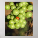Suche nach grape poster Vineyard