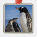 Suche nach pinguin schmuck Wildnis