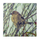 Suche nach spatzen fliesen Natur