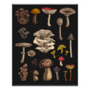 Recherche de mushroom posters Nature