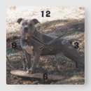 Recherche de pitbull horloges Chien
