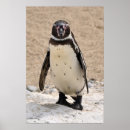 Suche nach penguin poster Vogel
